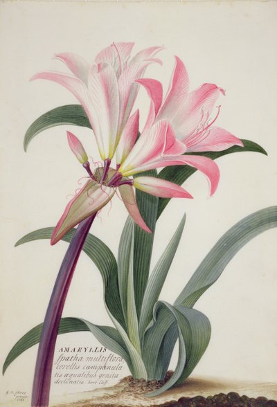 Amaryllis Belladonna, 1761 da Georg Dionysius Ehret